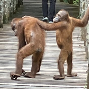 Sabah Orangutang sanctuary